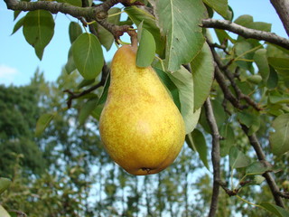 Pear Fruit