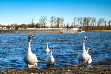 Beautiful white swan on the sun near the river with vivid blue w