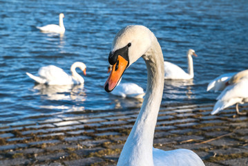 Beautiful white swan on the sun near the river with vivid blue w