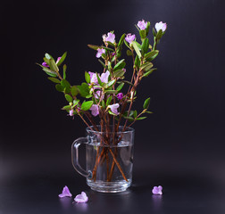 Pink and lilac flowers of a Labrador tea on a black  background