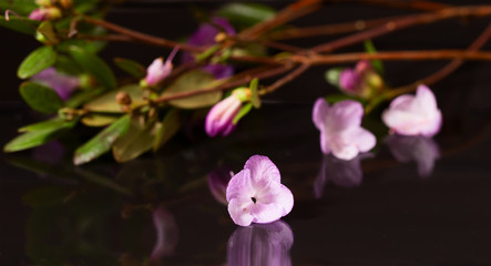 Fototapeta na wymiar Pink flowers of a Labrador tea on a black background
