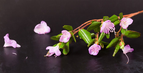 Fototapeta na wymiar Pink flowers of a Labrador tea on a black vintage background