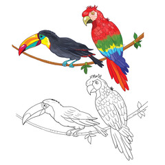 Toucan and parrot. Coloring page. Illustration for children. Funny cartoon characters