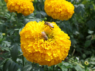 Pair of little bees collecting nectar on a blooming vibrant yellow Marigold flower 