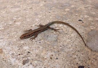 Image of small gecko lizard on pavementImage of small gecko lizard on pavement