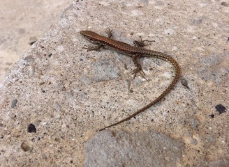 Image of small gecko lizard on pavementImage of small gecko lizard on pavement