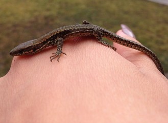 Image of small gecko lizard on female hand
