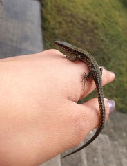 Image of small gecko lizard on female hand