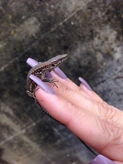 Image of small gecko lizard on female hand