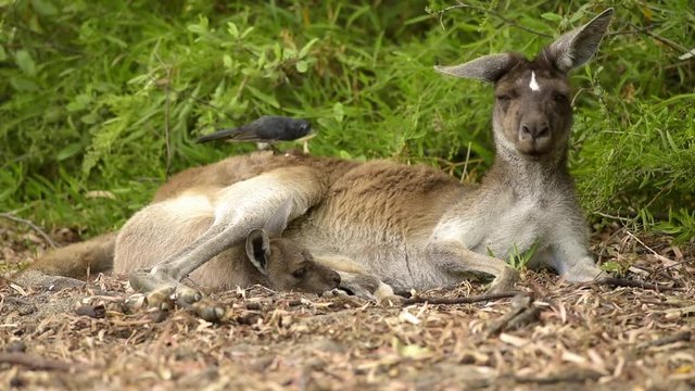 gähnendes Känguru mit Jungtier im Beutel und hüpfender Fächerschwanz Vogel fängt Fliegen auf dem Rücken des Kängurus, Nähe Perth, Westaustralien, Australien, Down Under, Video