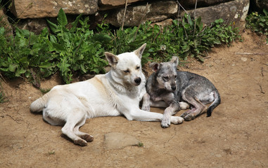 Dogs in Gelendzhik. Russia