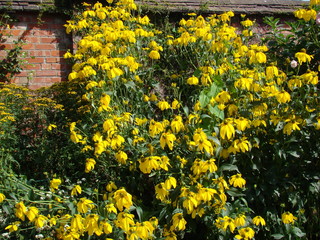 Plant Flower Garden Nature