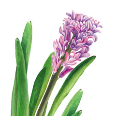 Obraz premium Botanical watercolor illustration of hyacinth on white background. Could be used for web design, polygraphy or textile flower