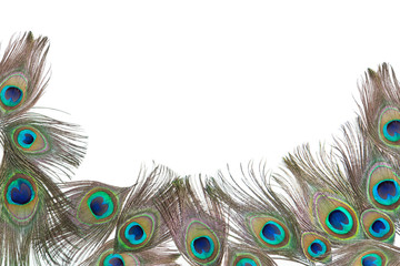 Obraz premium Group of bright peacock feathers on the white