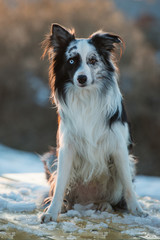 Border Collie im Abendlicht