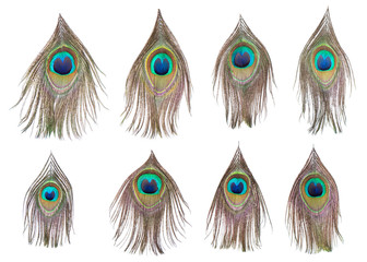 Obraz premium Set of dividual bright peacock feathers on the white background for your design, lying flat, top view