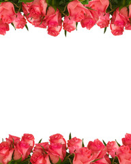 Decoration four-fifths made of pink roses, isolated on white.