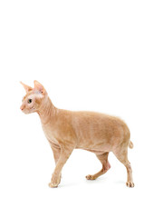 cat, Canadian Sphynx, close up, isolated on white background