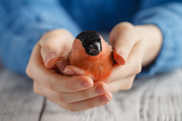 bird in the hand symbol of care