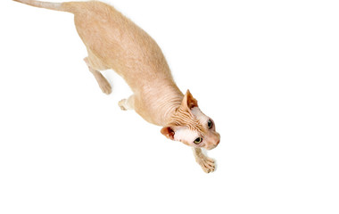 Obraz premium cat, Canadian Sphynx, close up, isolated on white background