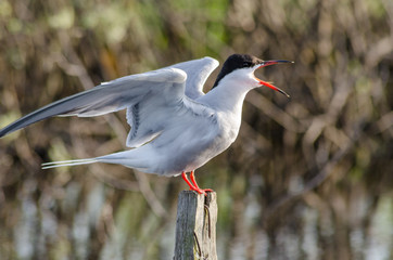 Tern is a waterfowl bird, the Seagull