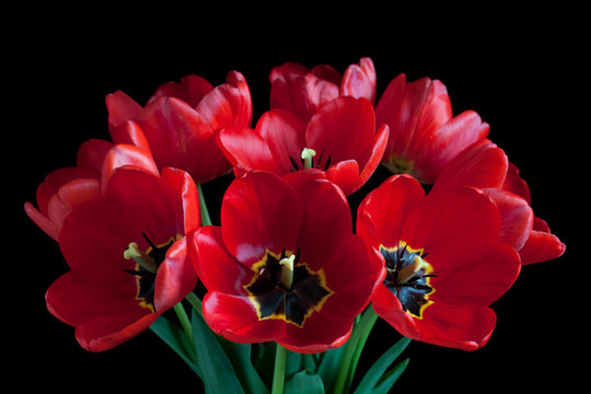  Bouquet of beautiful red tulips, spring  flowers on black background