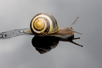 slimy snail with reflection