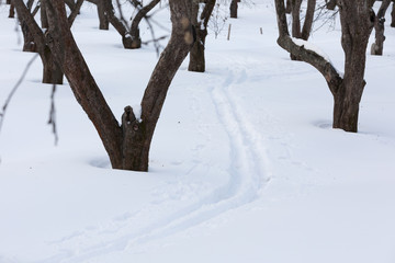 path on snow between the apple trees in winter time