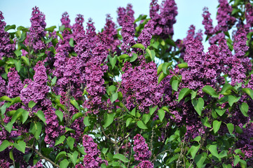 Background of lilac with green leaves and purple flowers