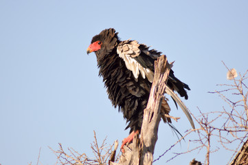 Eagle fasciated on a dead tree