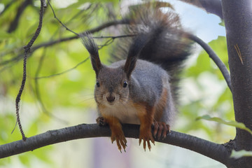 Naklejka na ściany i meble Curious squirrel sitting on a branch. Animals