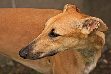 Happy young brown greyhound outdoor