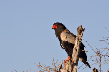 Eagle fasciated on a dead tree
