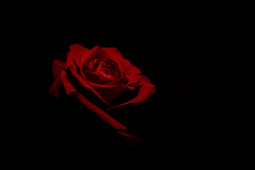 Red rose on black background - obrazy, fototapety, plakaty