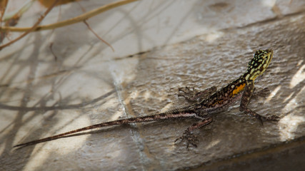 one lizard between rocks in the South African mountains