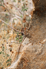 one lizard between rocks in the South African mountains