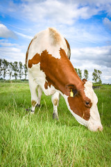 Milchviehhaltung - hübsche rotbunte Kuh beim Grasen auf der Weide, Hochformat
