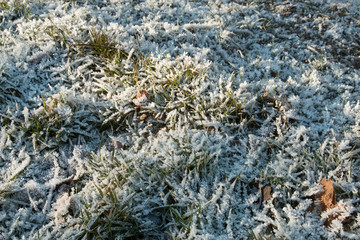 Frozen grass