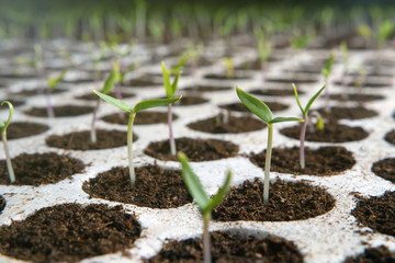 Closeup seedlings potted in peat tray. Young seedlings in spring