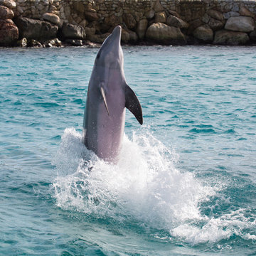 Delfin hat Spass im Meer
