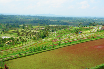 View of rice fields on the Indonesian island Bali

