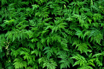 Green background and texture with green leaves carrot