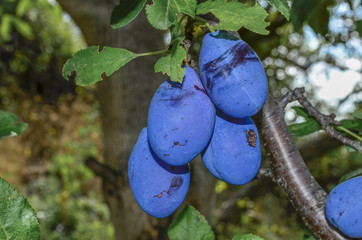 Black Plums on tree - Plum Fruit