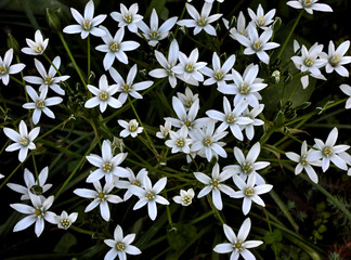 Images of star-shaped white flowers on a dark background