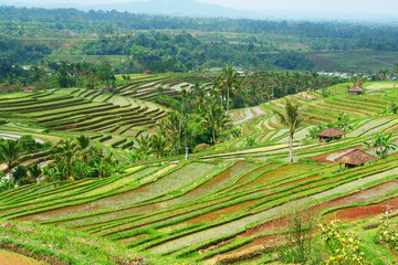 View of rice fields on the Indonesian island Bali

