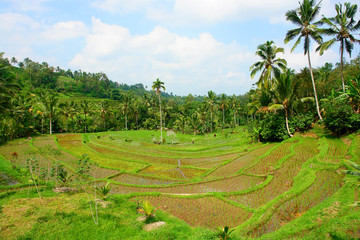 View of rice fields on the Indonesian island Bali

