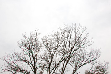branch of treetop and sky ,white background of treetop
