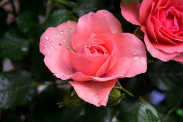 Pinke rose mit Tropfen auf der Blüte