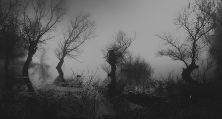 Spooky dark landscape showing silhouettes of trees in the swamp - obrazy, fototapety, plakaty