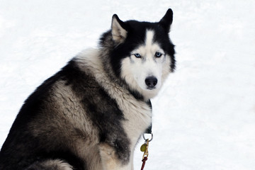 Look grey Husky with blue eyes. Siberian sled dogs Haskies driven sleigh people in the North. Animals active dog sports at work in the winter. 